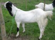 Kambing Etawa Untuk Pemula