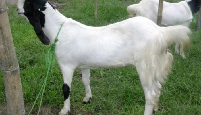 Perawatan Kambing Etawa