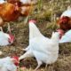 Strategi efisiensi pakan pada ayam petelur