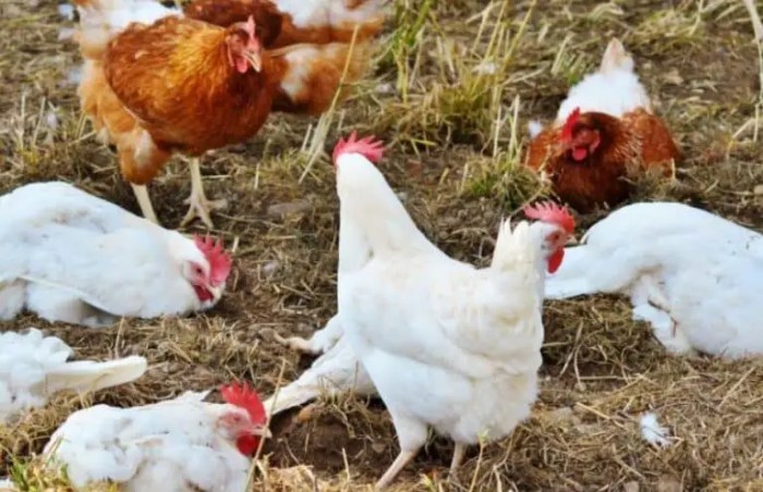 Cara Ternak Ayam Broiler Pemula