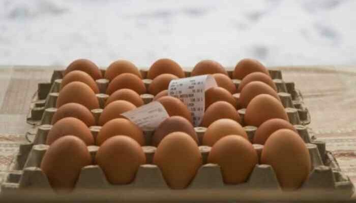 Pengaruh Pakan Terhadap Kualitas Telur Ayam