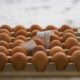 Pengaruh pakan terhadap kualitas telur ayam