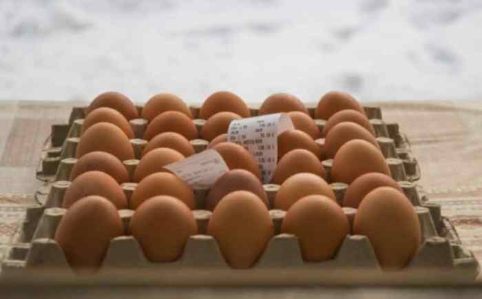 Pengaruh pakan terhadap kualitas telur ayam