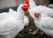 Strategi Pemasaran Ayam Potong