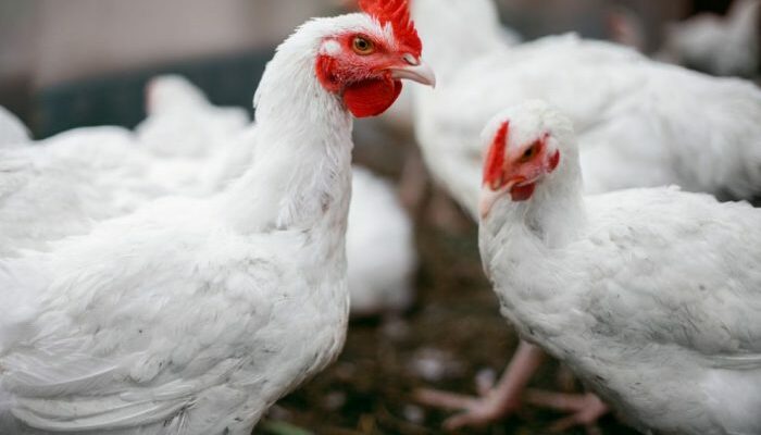 Strategi Pemasaran Ayam Potong
