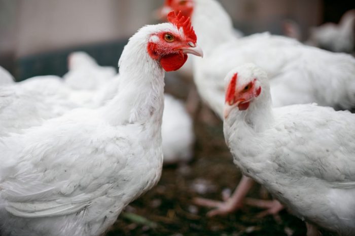 Probiotik untuk Ayam Broiler