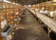 Cara Sukses Beternak Kambing Tanpa Ngarit