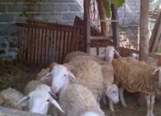 Cara Sukses Ternak Kambing Pe