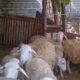 Tips sukses ternak kambing bagi pemula