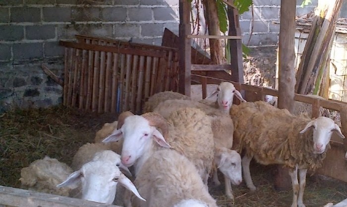 Tips sukses ternak kambing bagi pemula