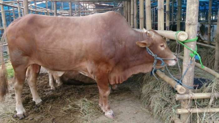 Cara Memilih Bibit Sapi Yang Baik