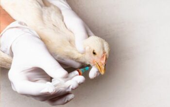 Vaksin ayam broiler lengkap