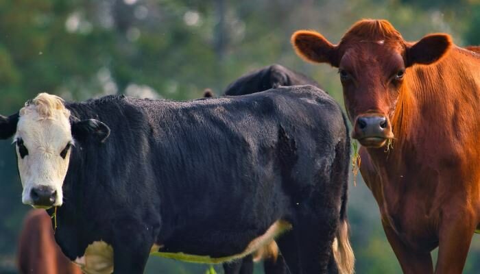 Cara Breeding Sapi Unggul