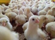 Smart Farming Ayam Broiler