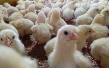 Ayam broiler pdf