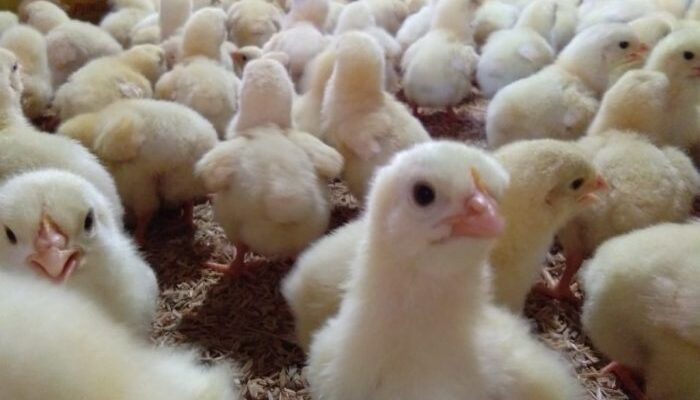 Smart Farming Ayam Broiler