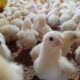 Ayam broiler pdf