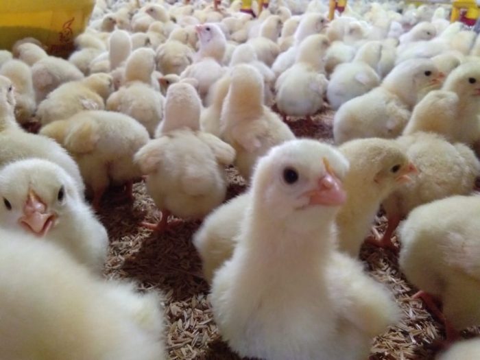 Ayam broiler pdf