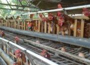 Strategi Efisiensi Pakan Pada Ayam Petelur