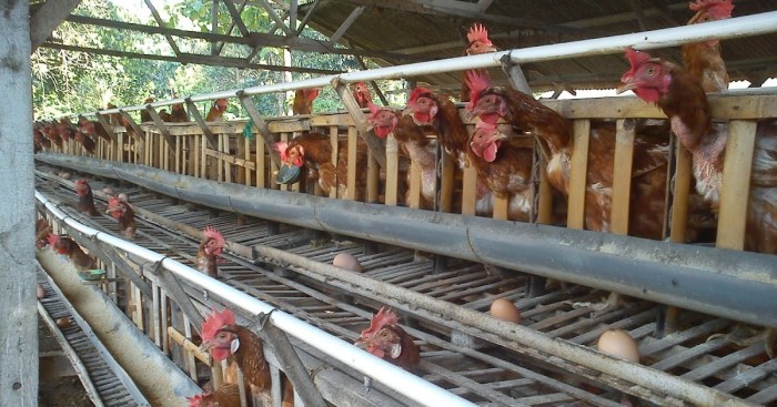 Pencegahan CRD unggas dengan tindakan cepat