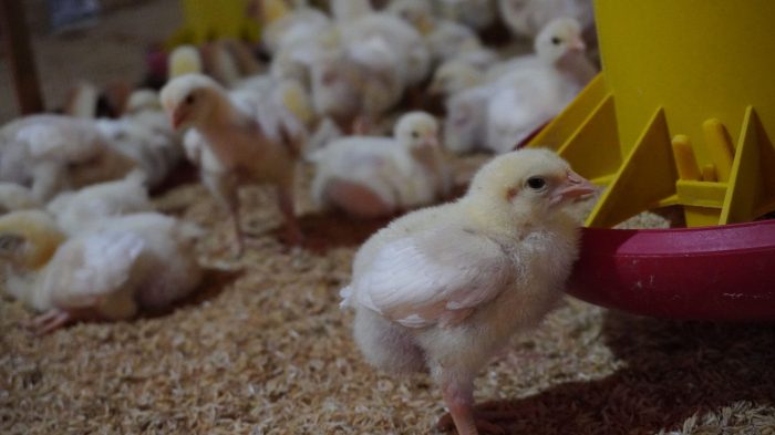 Gejala defisiensi vitamin D pada ayam broiler