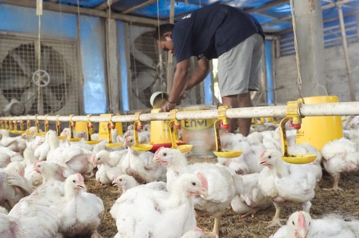 Analisa usaha ayam broiler