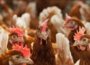 Peran Kalsium Dalam Pakan Ayam Petelur