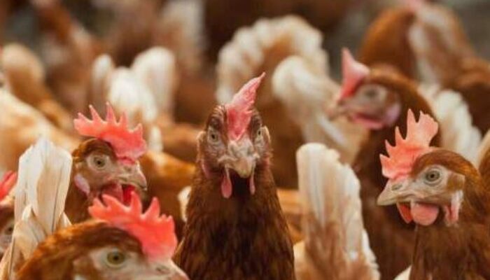 Peran Kalsium Dalam Pakan Ayam Petelur