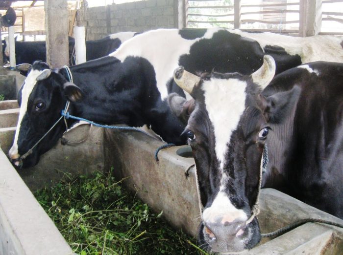 Sapi ternak benar baik potong Cara ternak sapi yang baik
