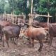 Peluang ekspor sapi lokal
