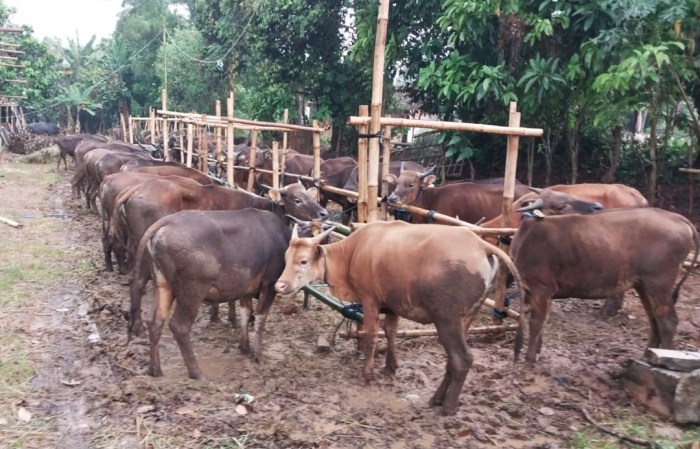 Peluang ekspor sapi lokal