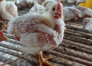 Harga Ayam Broiler Hari Ini
