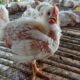 Harga ayam broiler hari ini