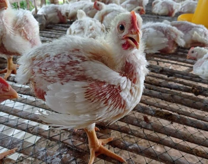 Harga ayam broiler hari ini