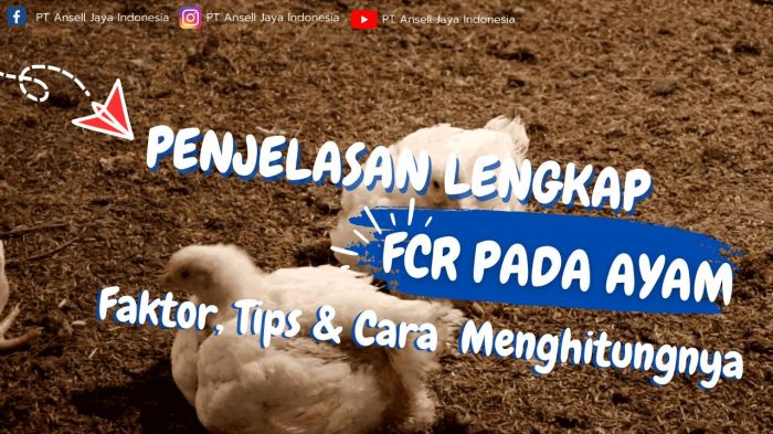 Cara menghitung FCR pada ayam petelur