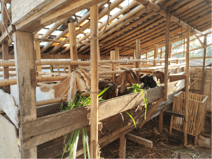 Budidaya kambing etawa organik