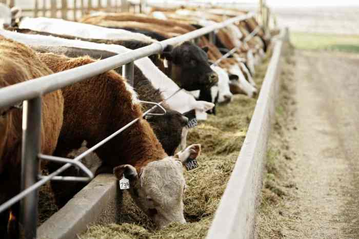Ternak sapi sistem feedlot
