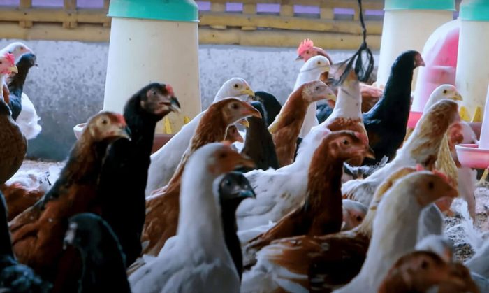 Unggas hewan ayam kampung trenggalek bibit macam pengertian jenis ternak Unggas hewan ayam kampung trenggalek bibit macam pengertian jenis ternak