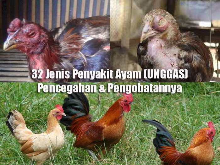 Penyakit snot unggas ayam bakteri