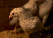 Dampak Defisiensi Vitamin Terhadap Kesehatan Unggas