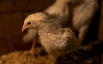 Gumboro: Penyakit Viral yang Mengintai Anak Ayam dan Cara Efektif Mengatasinya