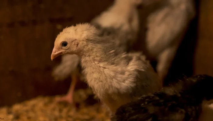 Merawat Anak Ayam Kampung