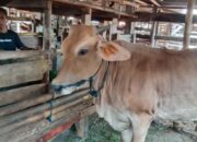 Kiat Sukses Ternak Kambing Skala Kecil