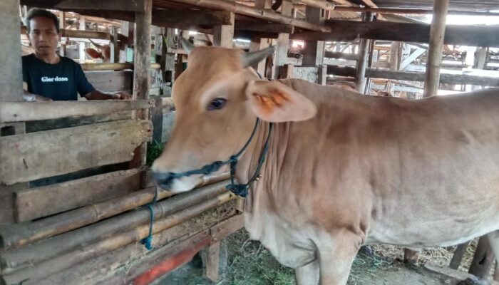 Kiat Sukses Ternak Kambing Skala Kecil