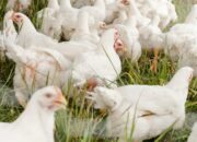 Pengaruh Stres Lingkungan Terhadap Kesehatan Ayam