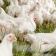 Pengaruh stres lingkungan terhadap kesehatan ayam