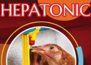 Obat Crd Unggas Yang Efektif Sebelum Kondisi Parah