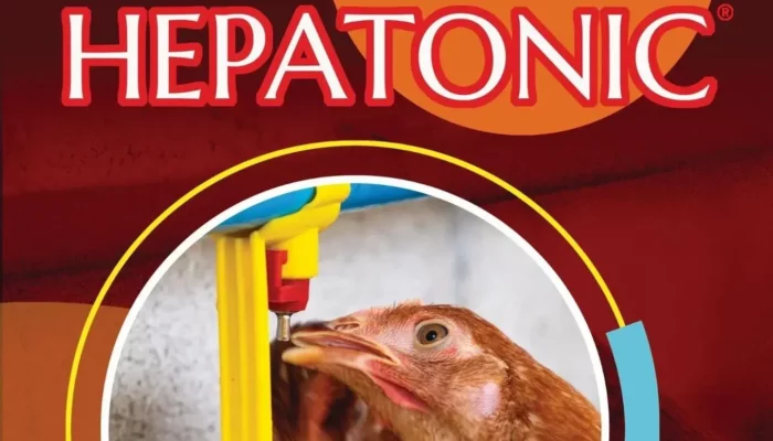 Obat Crd Unggas Yang Efektif Sebelum Kondisi Parah
