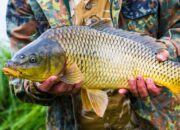 Jenis Ikan Yang Cocok Untuk Budidaya