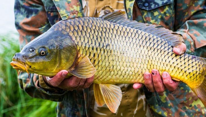 Jenis Ikan Yang Cocok Untuk Budidaya